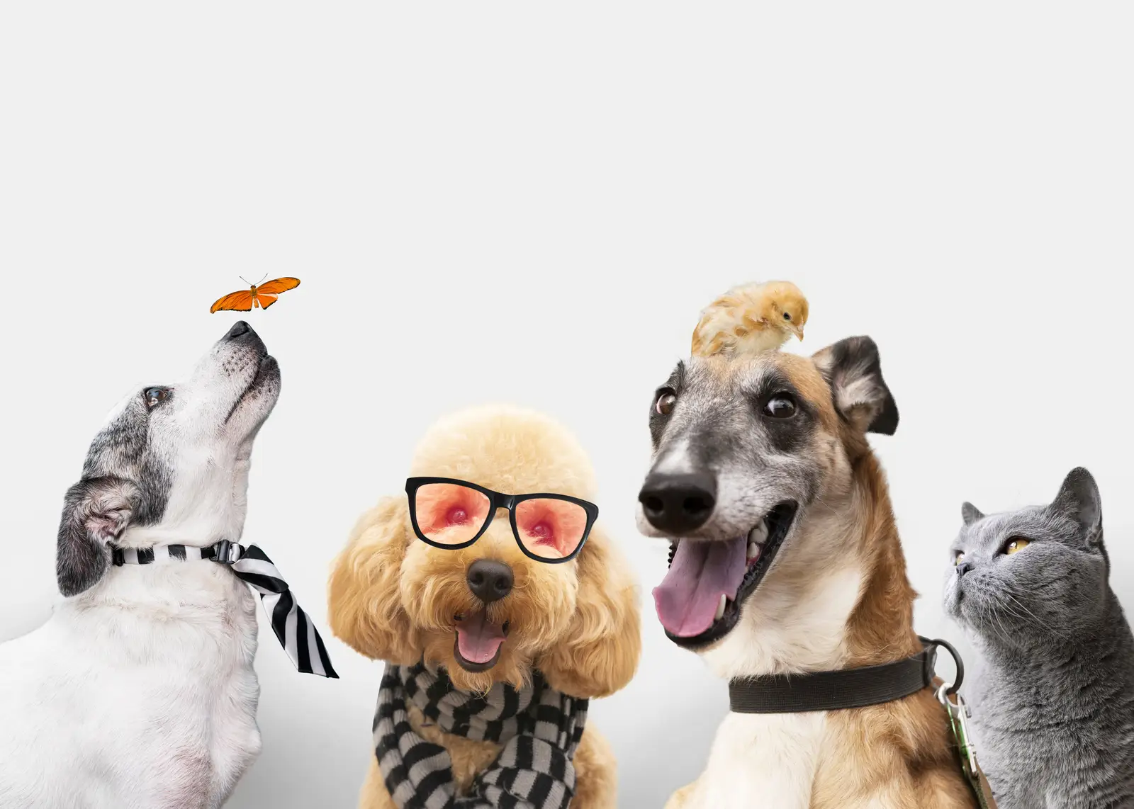 Veterinary Grade Wellness