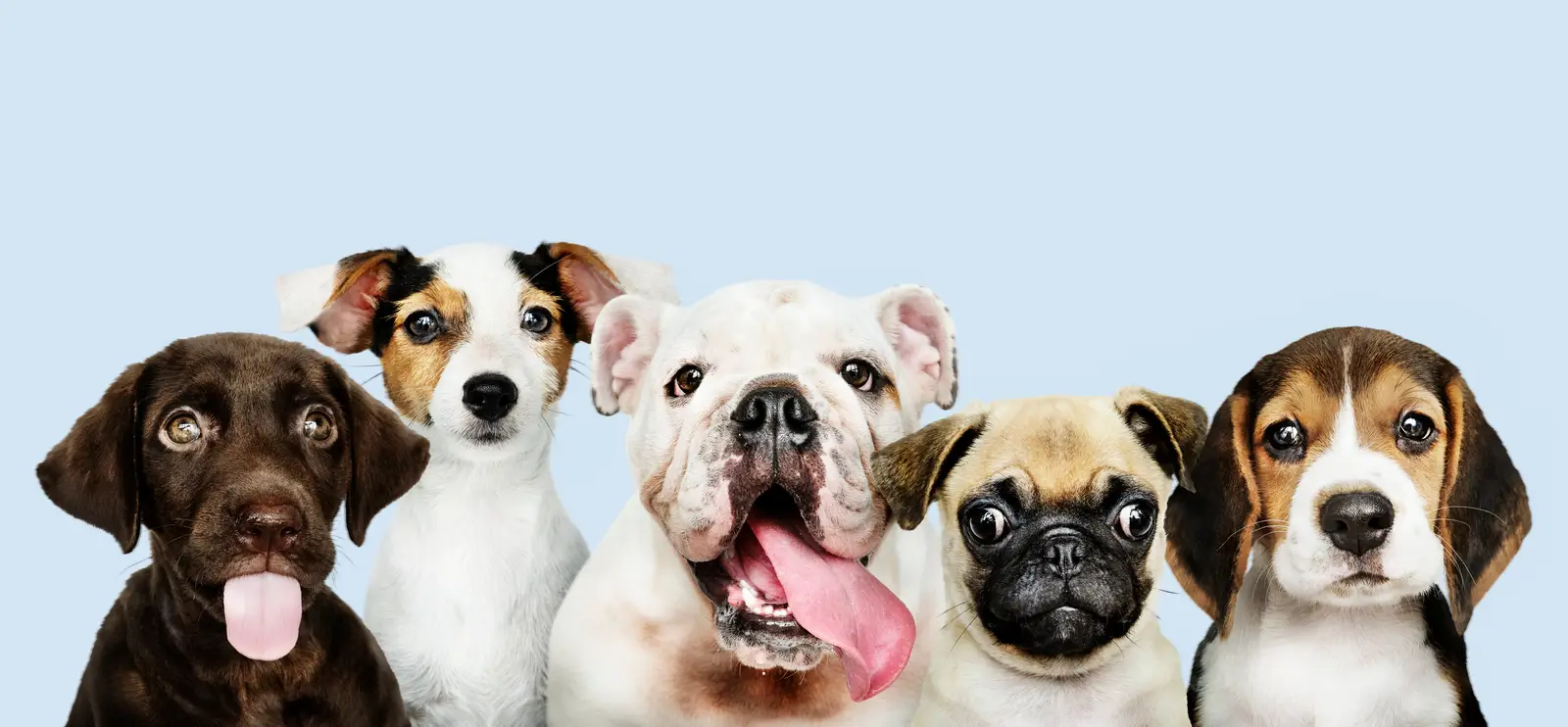 Welcome to Our Pet Paradise